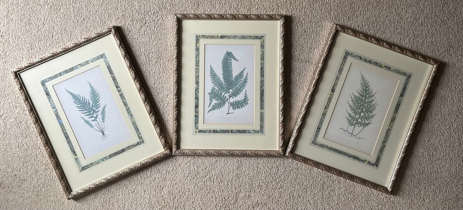 Custom Framed Antique Botanical Fern Prints-Set of 3 - 5