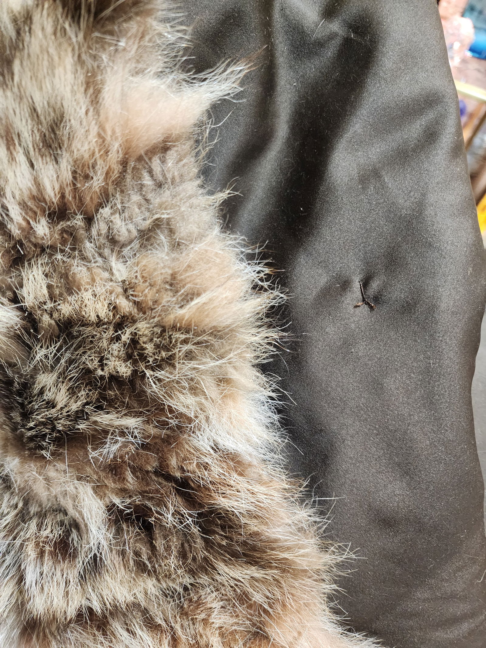 Fabulous Coyote Fur Throw - 7