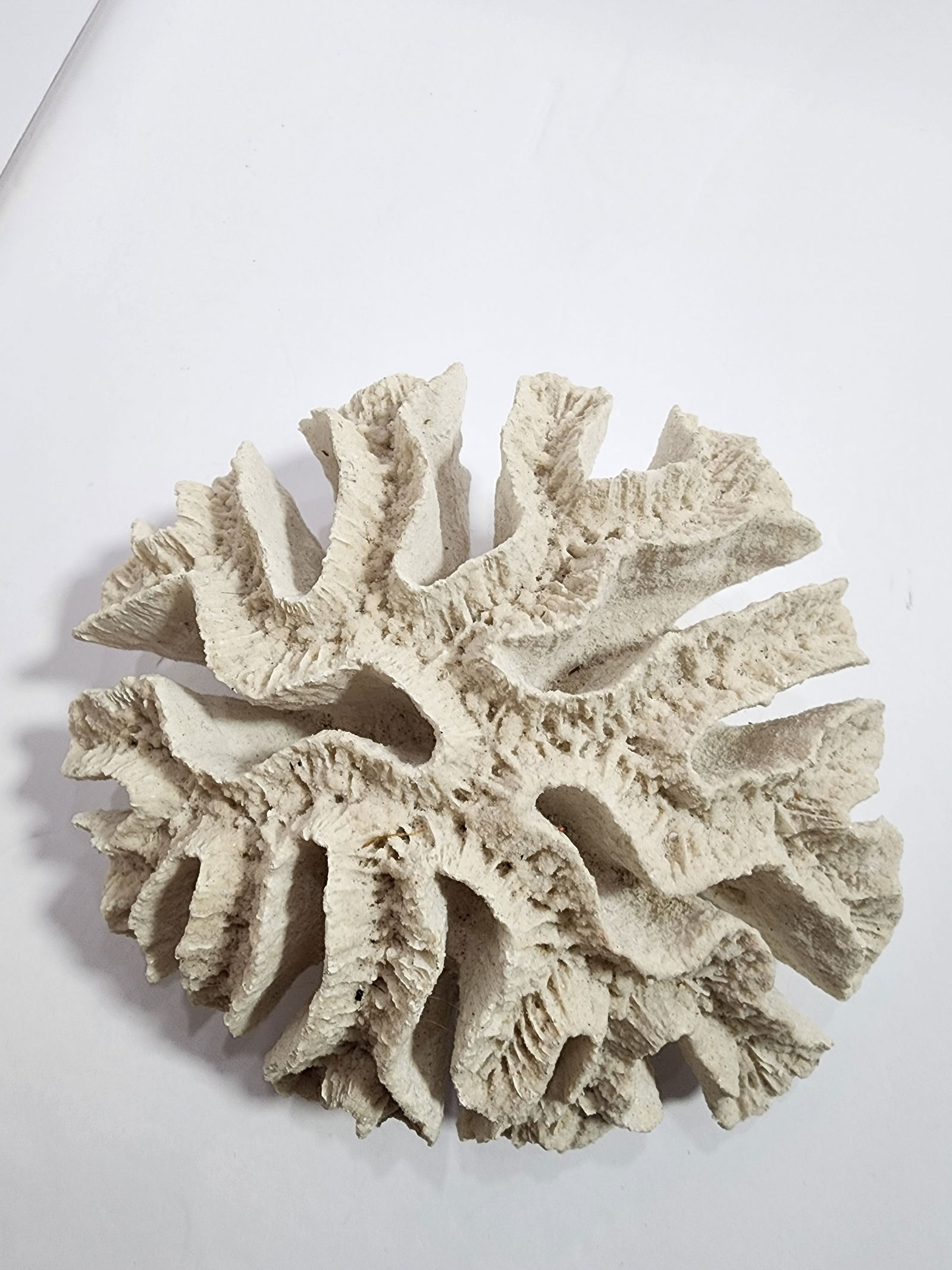 Antique Natural Brain Coral Specimen - 3
