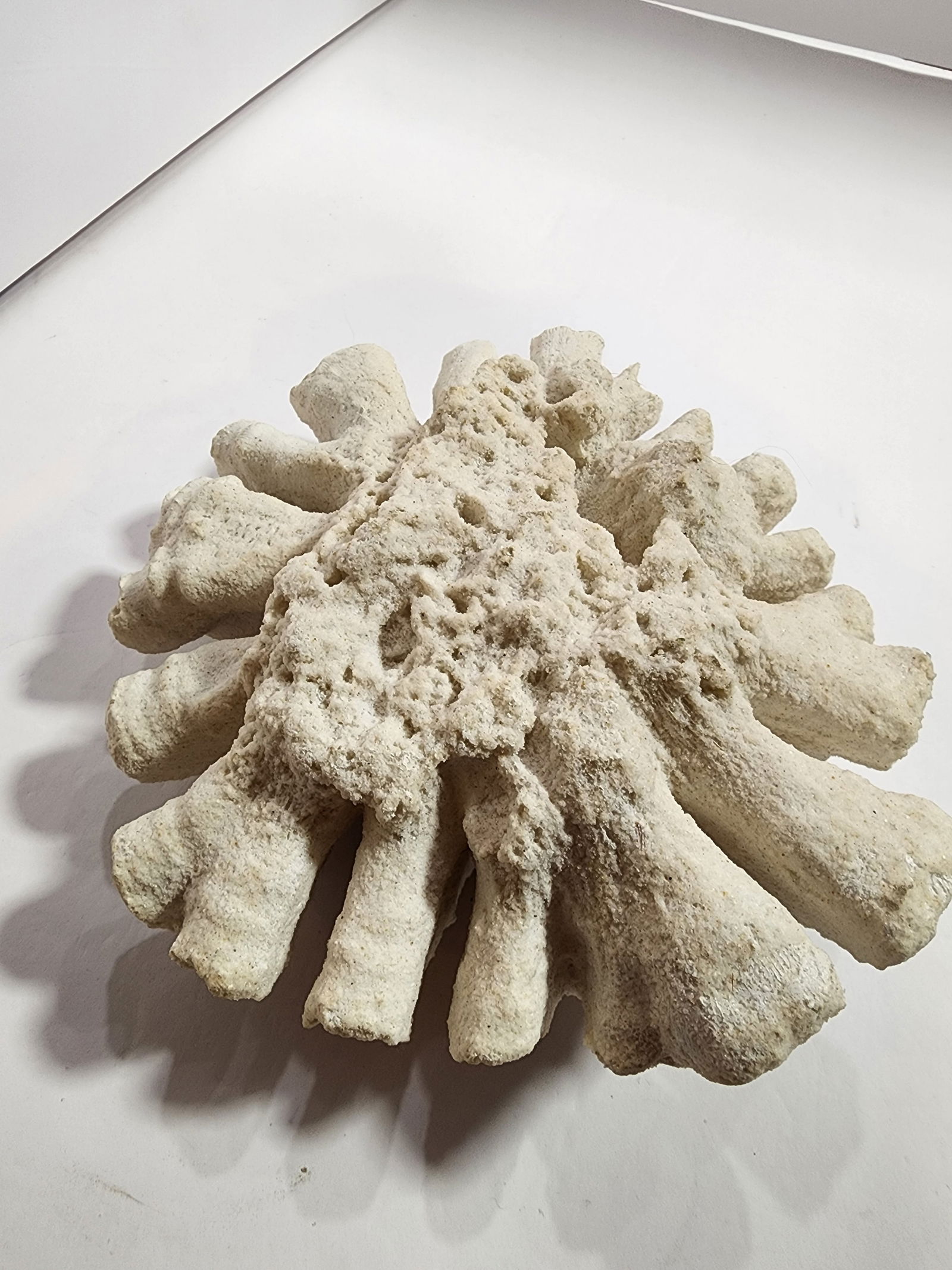 Antique Natural Brain Coral Specimen - 5