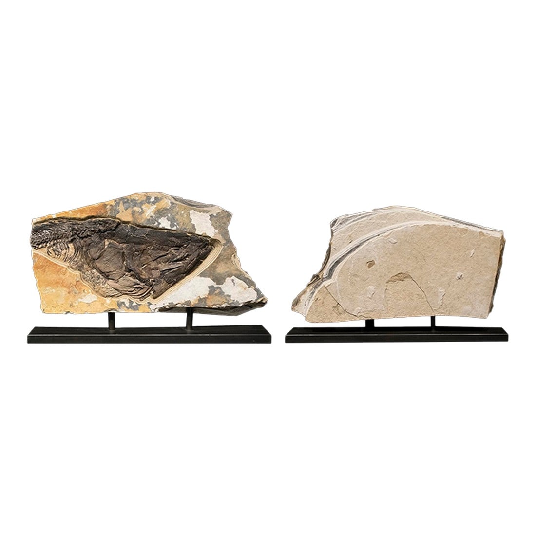 Fossil Sculpture 0329: A sculpture containing a rare Amia pattersoni skull. The stone sits atop a steel base. We ship our sculptures in custom built wood crates, fully insured against loss or damage. Condition: