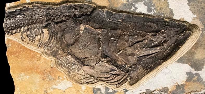 Fossil Sculpture 0329 - 2