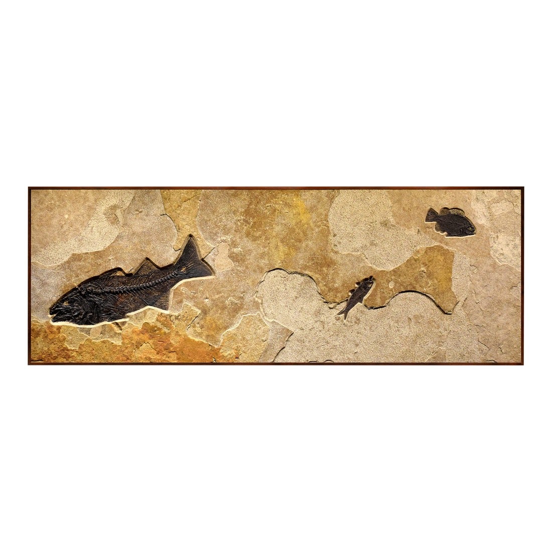 Fossil Fish Mural 8334cm: This Collector-sized fossil mural was quarried from our Fossil Lake stone layer. Found in the famous 18 stone layer of the Green River Formation of Southwestern Wyoming this layer is known for