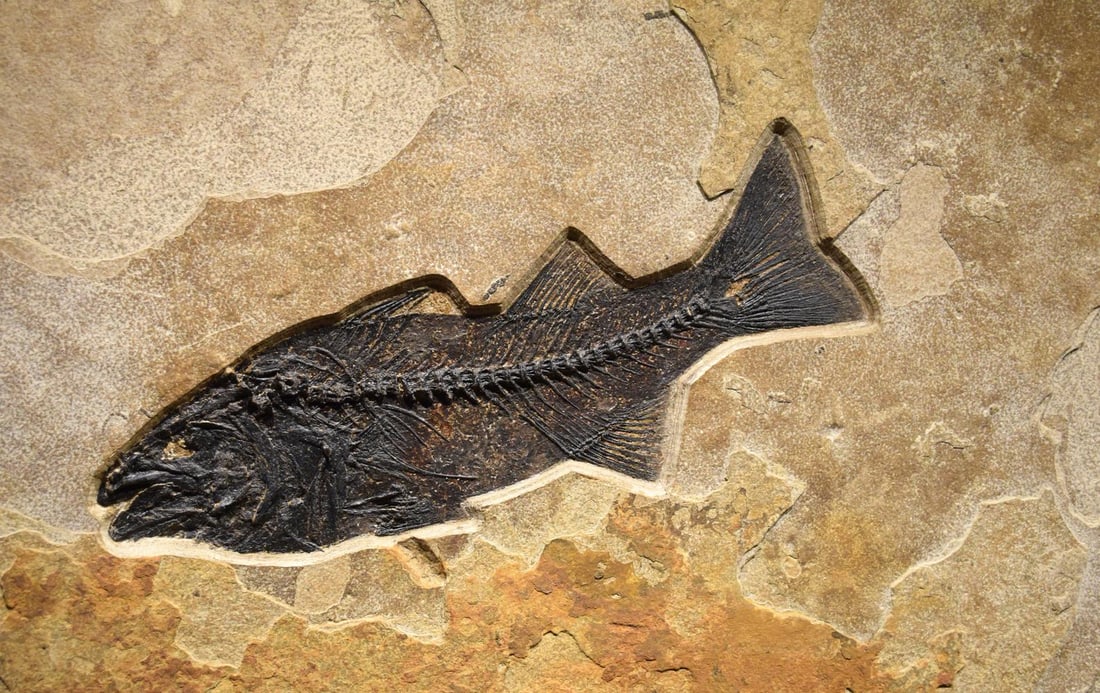 Fossil Fish Mural 8334cm - 3