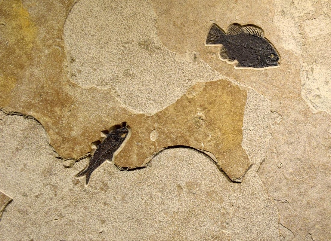 Fossil Fish Mural 8334cm - 4