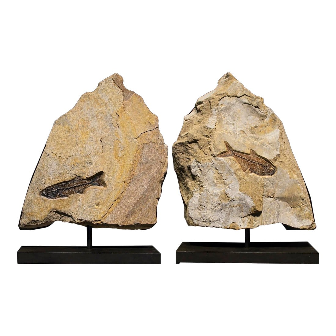 Fossil Sculpture 8367: This stone sits atop a metal post and base, allowing it to freely rotate. The fossils include a Diplomystus dentatus, a Mioplosus labracoides. We ship our sculptures in custom built wood crates,