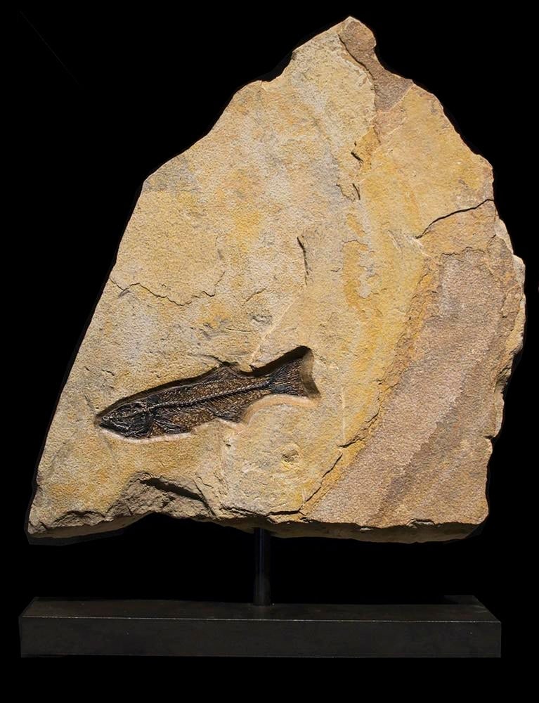 Fossil Sculpture 8367 - 2