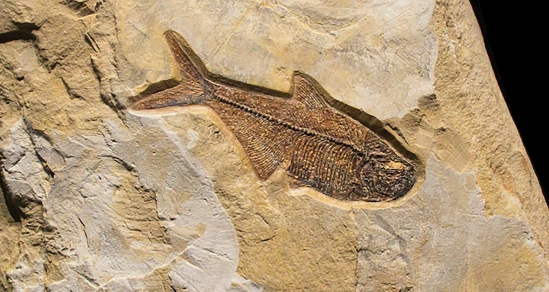 Fossil Sculpture 8367 - 3