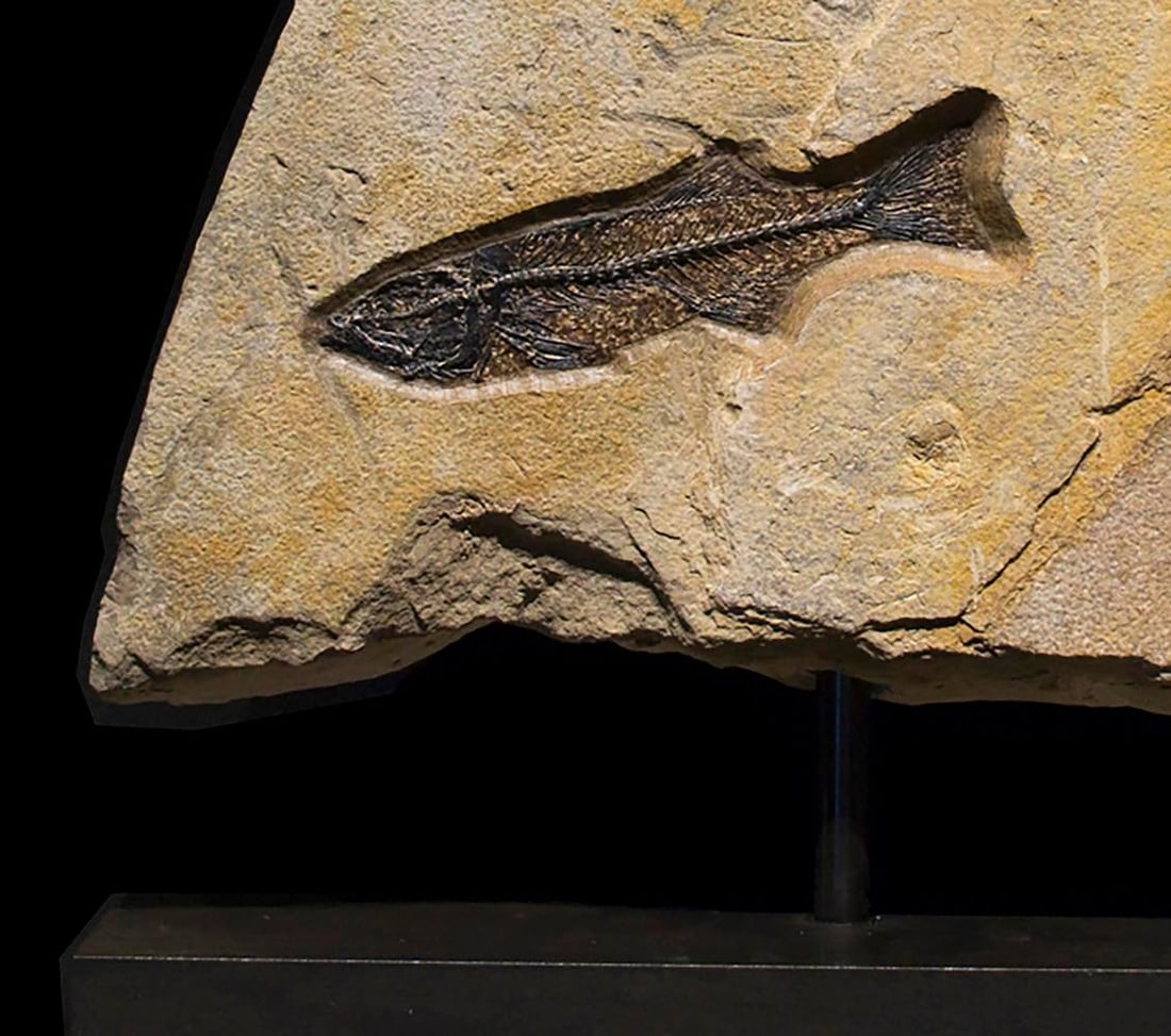 Fossil Sculpture 8367 - 4