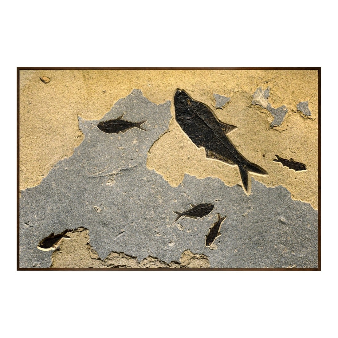 Fossil Fish Mural 8460am: Quarried from our "Rust Lake" stone layer this mural contains a 15" 6" 5-1/2" & 3-3/4" Diplomysuts dentatus with two 4" Knightia eocaena. The boldly contrasting cool gray and warm beige colors