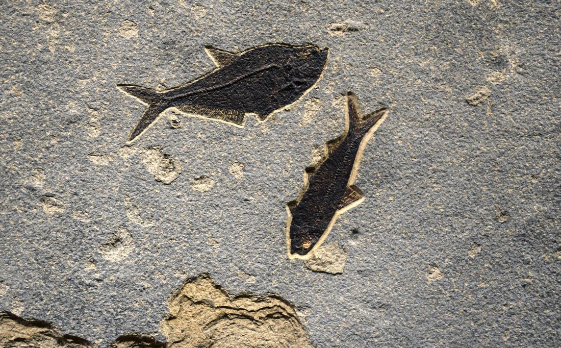 Fossil Fish Mural 8460am - 2