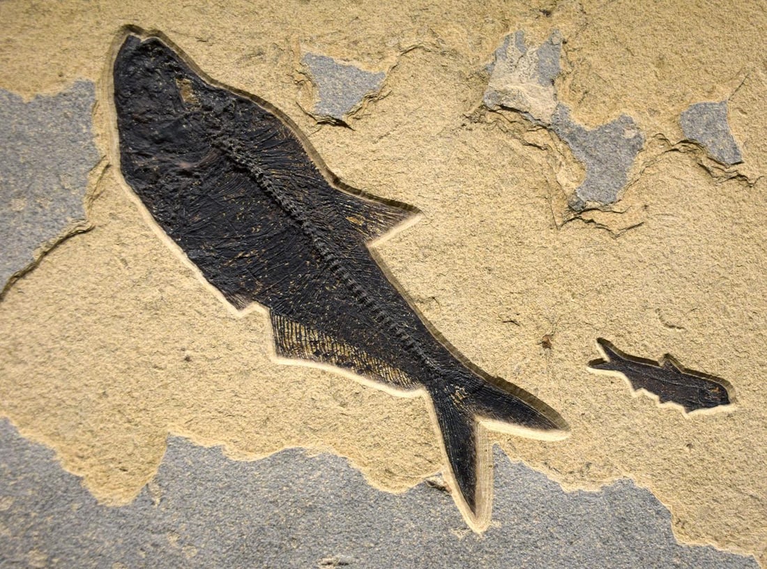 Fossil Fish Mural 8460am - 3