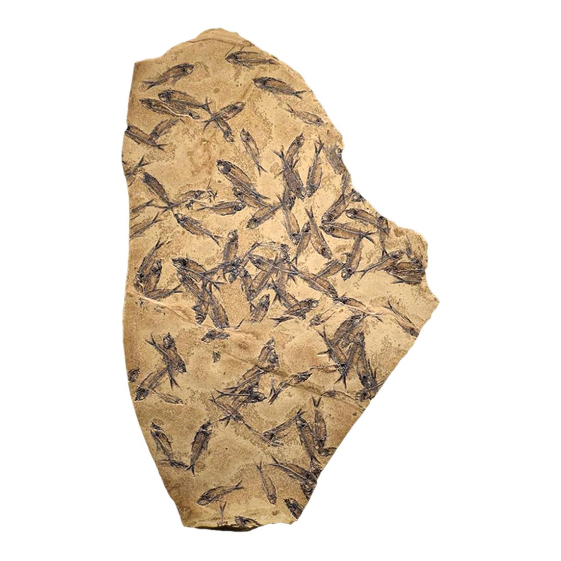 Fossil Fish Mural 7774am: This irregularly shaped accent mural was quarried from our Knightia Lake" stone layer. It is composed entirely of Knightia eocaena a small schooling fish that once thrived in warm freshwater lakes.