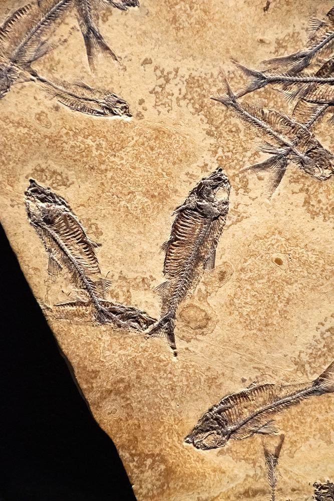 Fossil Fish Mural 7774am - 2