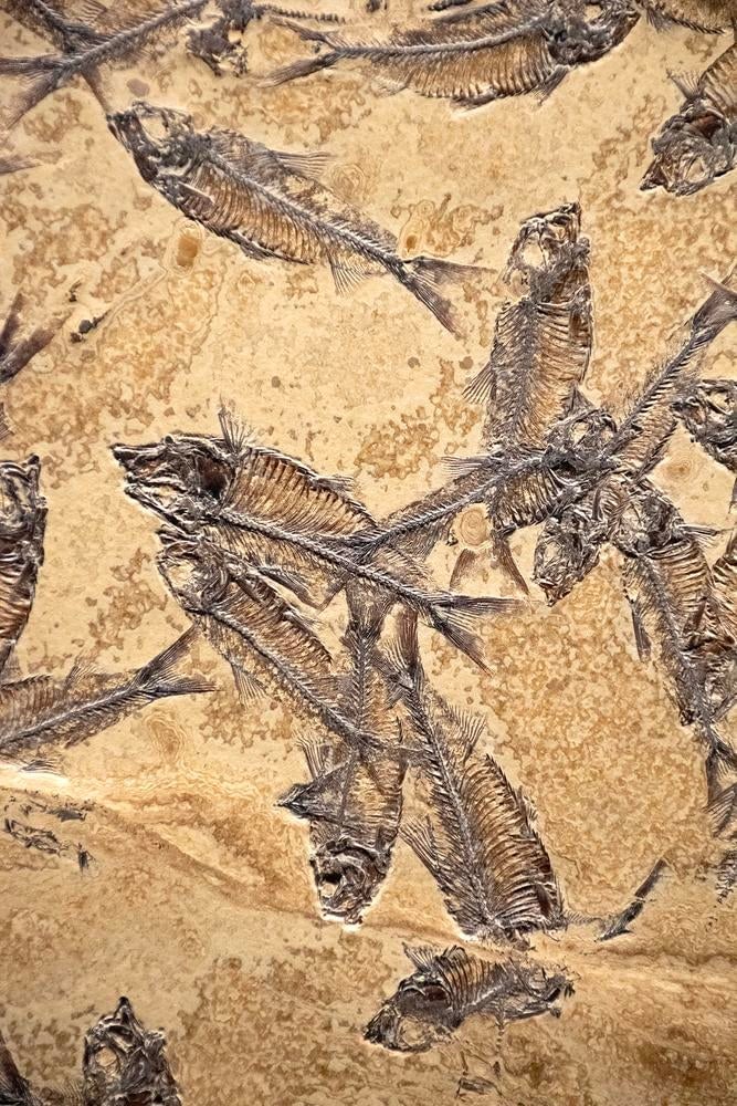 Fossil Fish Mural 7774am - 3