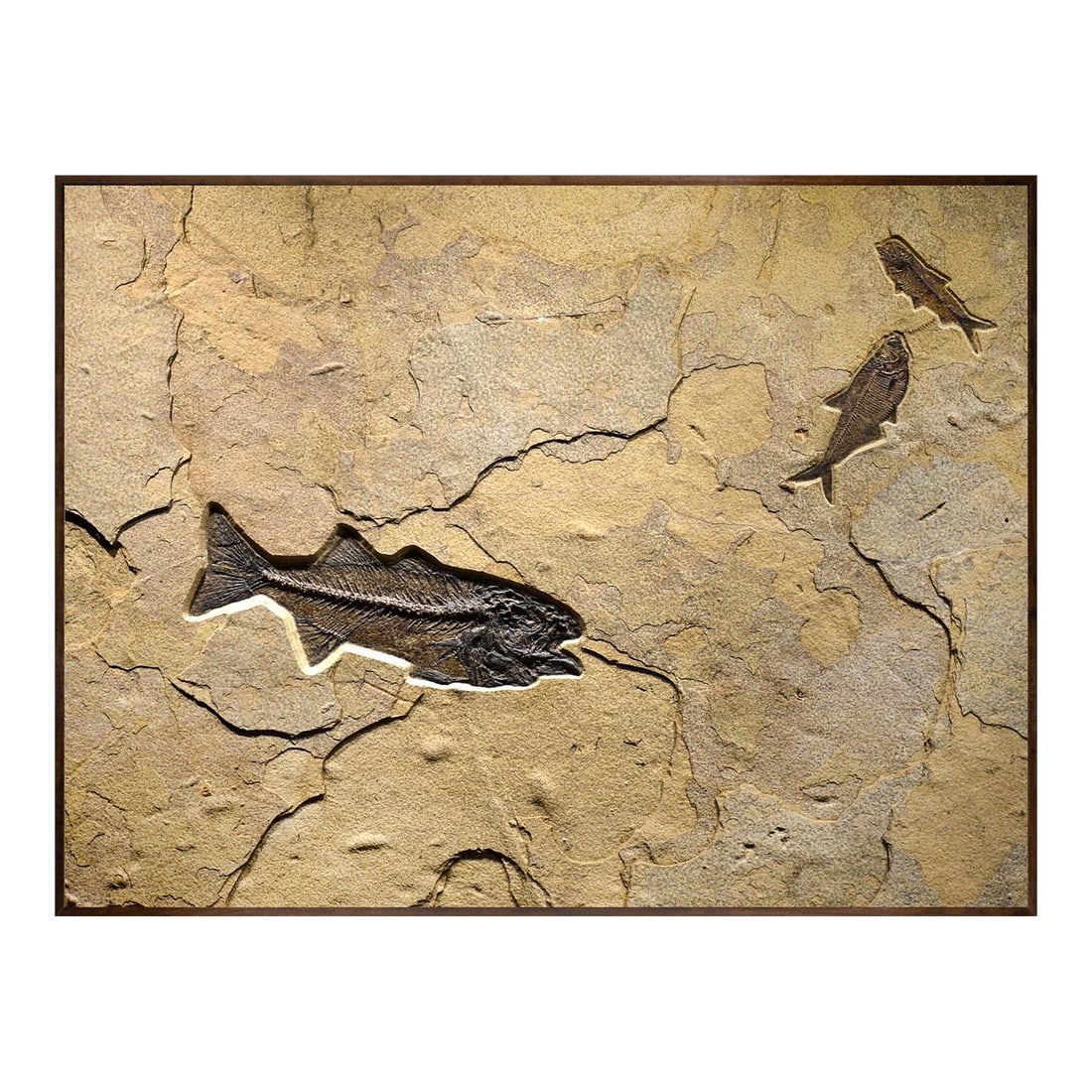 Fossil Fish Mural 0728am: Quarried from our "Fossil Lake" stone layer this mural contains a 12" Mioplosus labracoides a 5-1/2" Diplomysuts dentauts and a 5" Knightia eocaena. The stone offers bold colors and textures along
