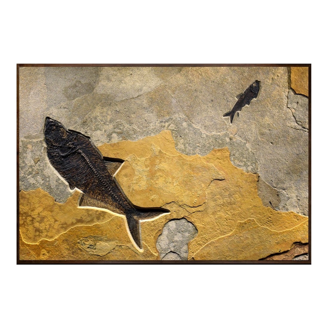 Fossil Fish Mural 8780am: This fossil fish mural was quarried from our Fossil Lake stone layer, found in the famous 18 or F1 layers of the Green River Formation of Southwestern Wyoming. The mural contains three fossils. Two