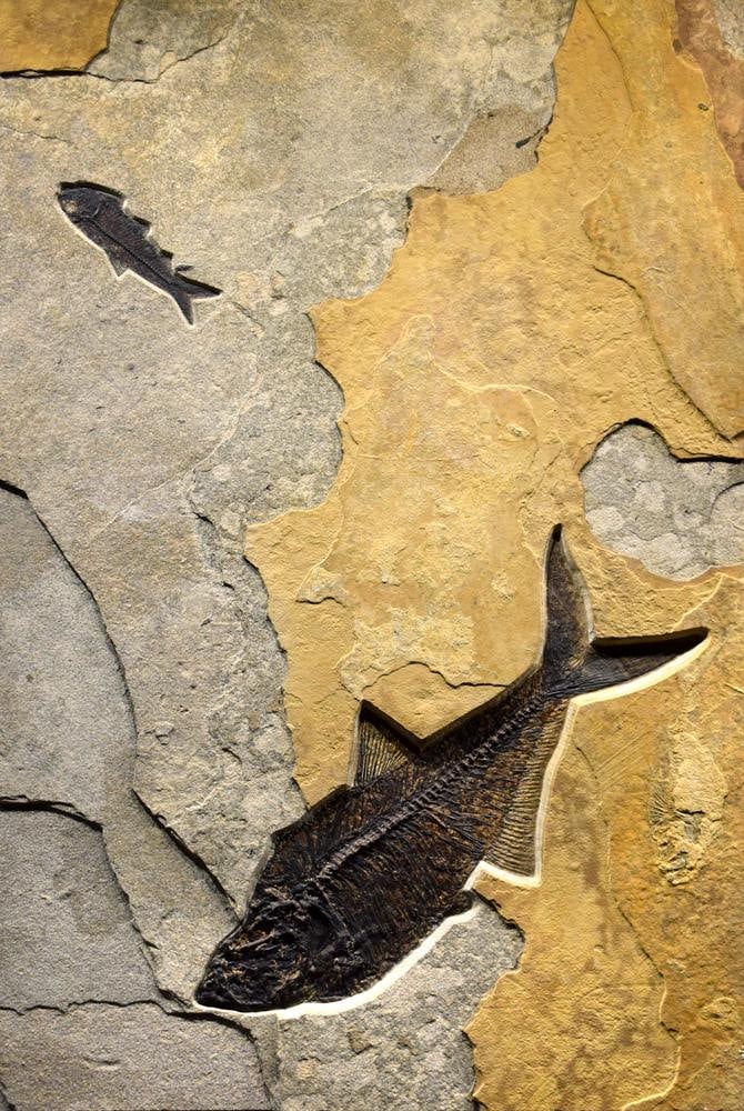 Fossil Fish Mural 8780am - 3