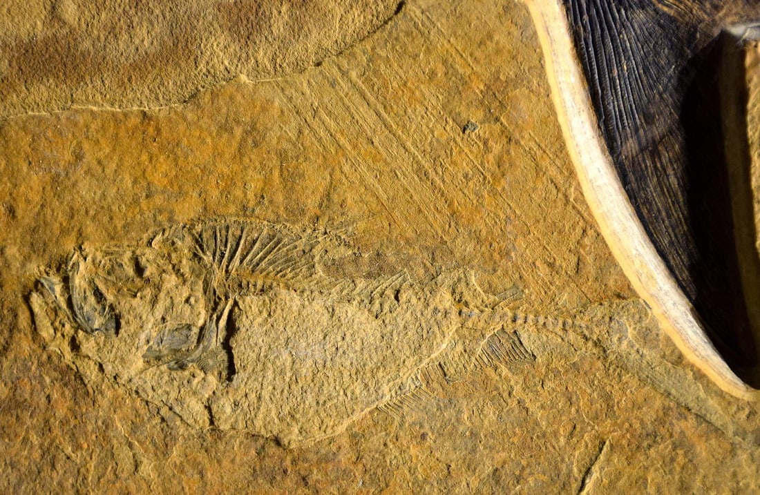 Fossil Fish Mural 8780am - 4