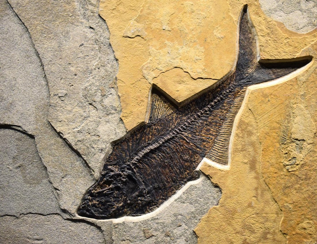 Fossil Fish Mural 8780am - 5