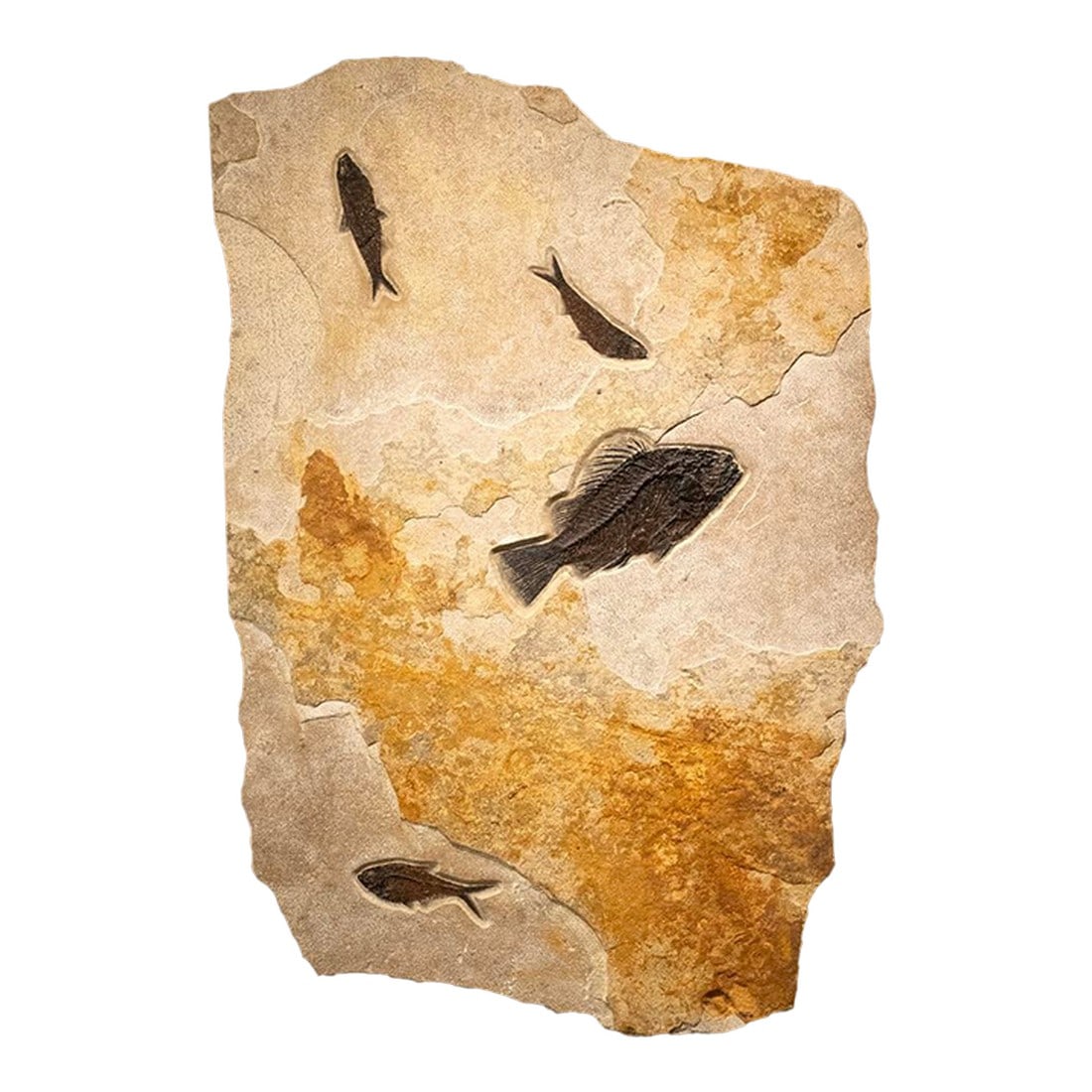 Fossil Fish Mural 9433am: This vertical fossil mural features three different species of fossil fish. They include a large 9-5/8" Priscacara serrata a 5" Diplomystus dentatus and two Knightia eocaena 5-1/2" and 6" in