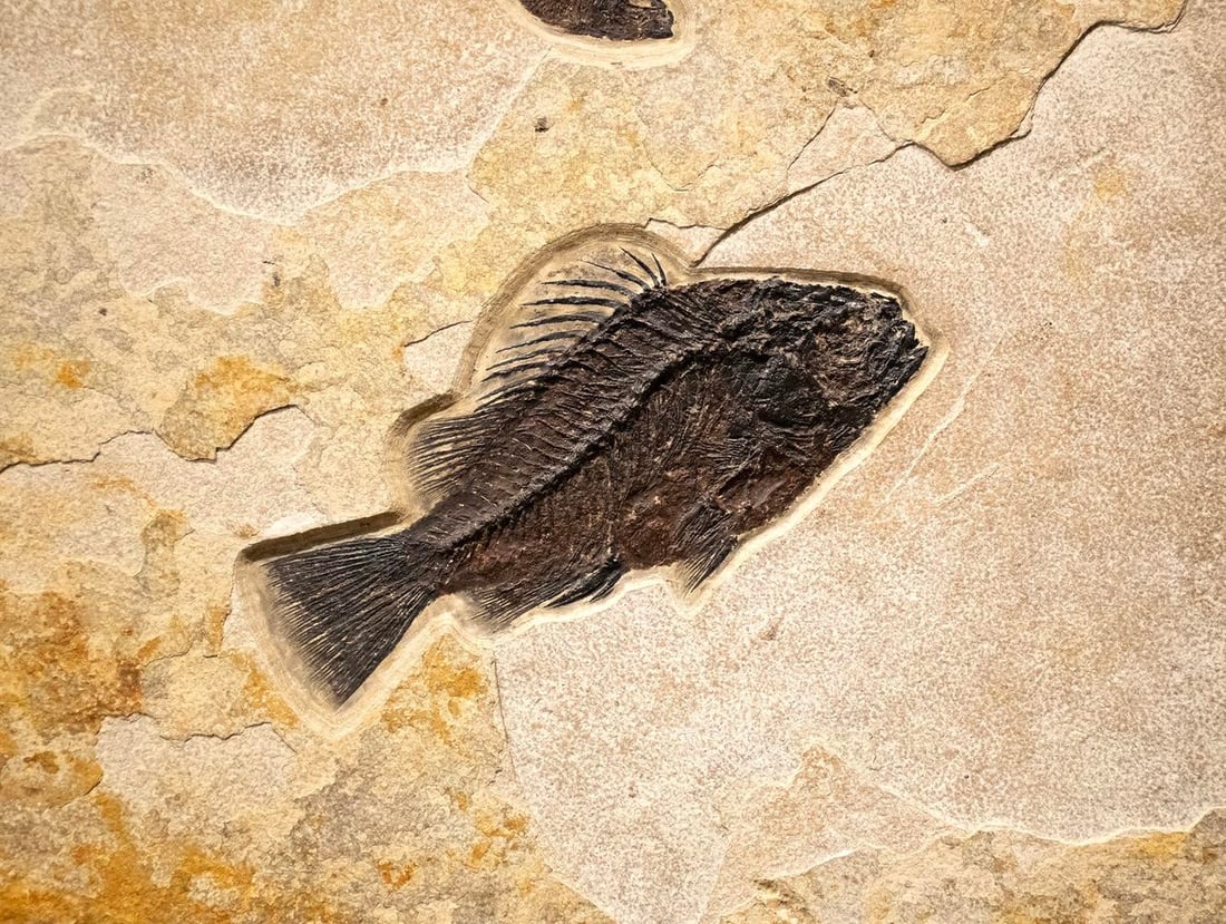 Fossil Fish Mural 9433am - 2