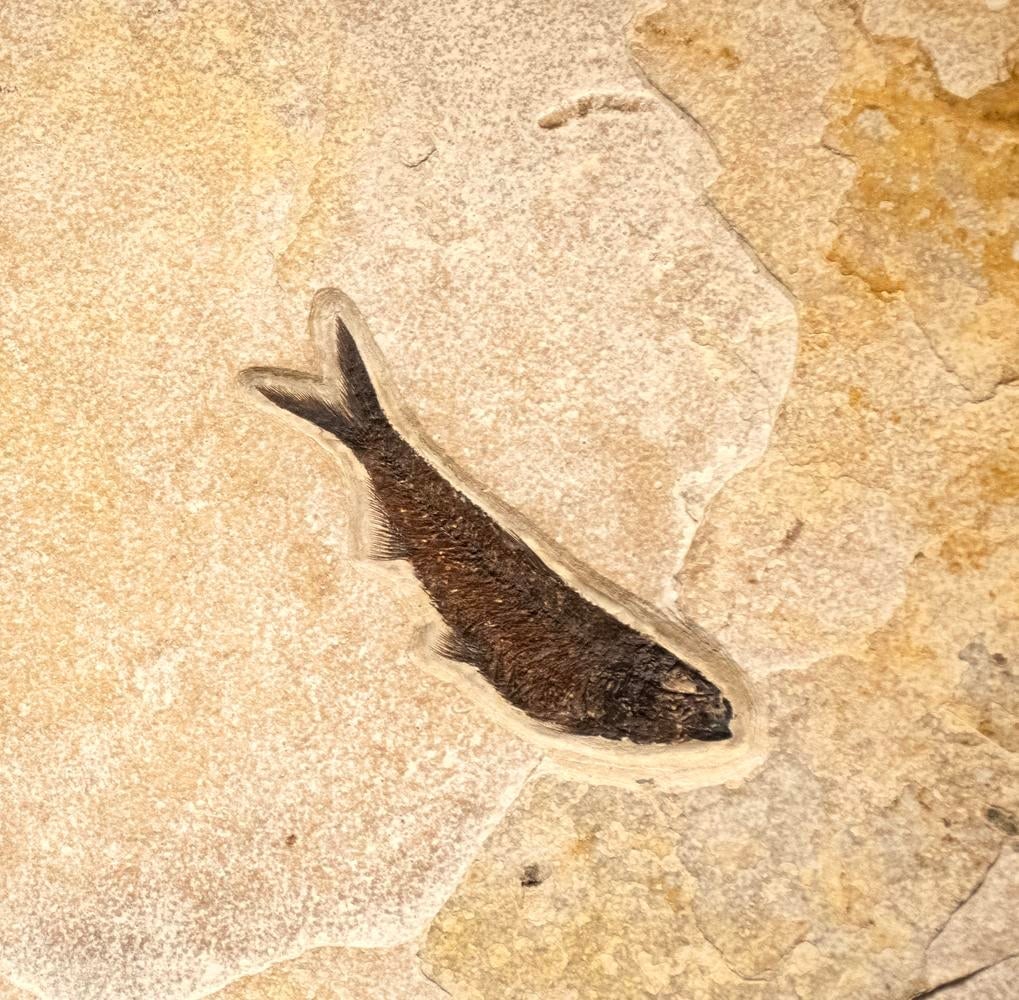 Fossil Fish Mural 9433am - 3