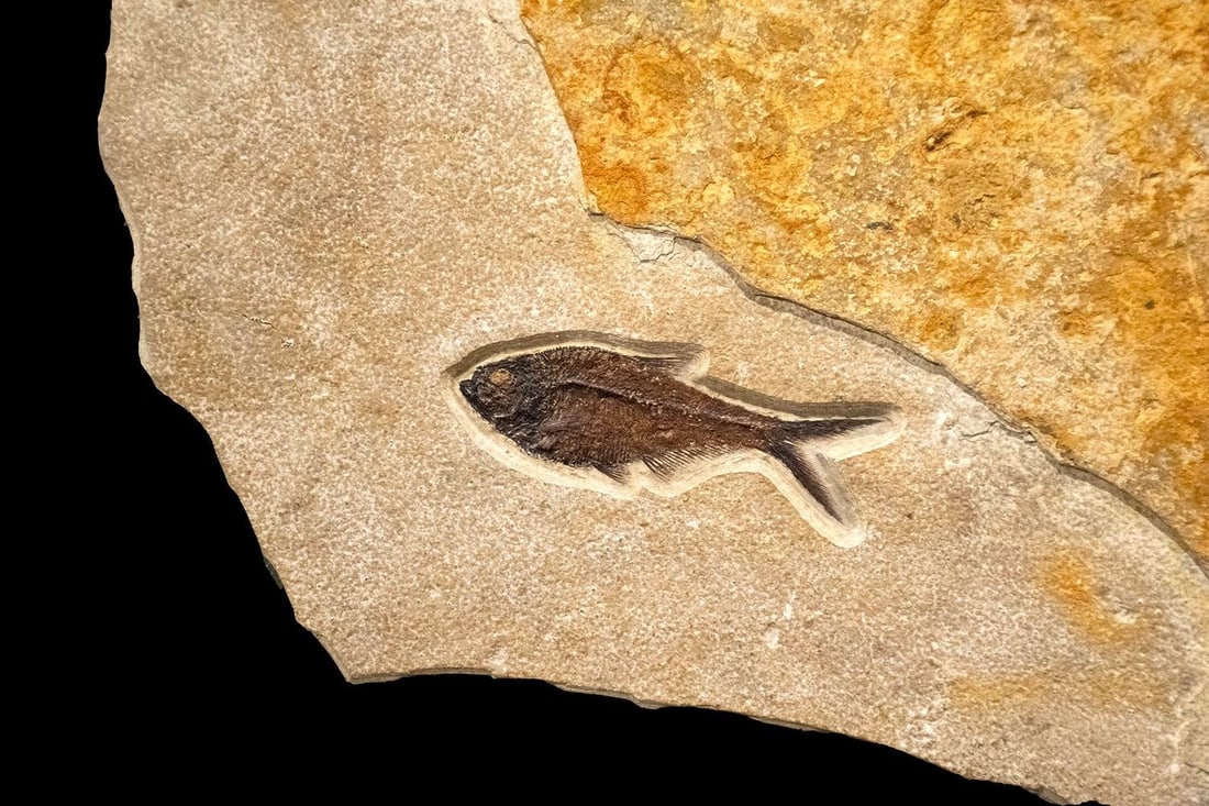 Fossil Fish Mural 9433am - 4