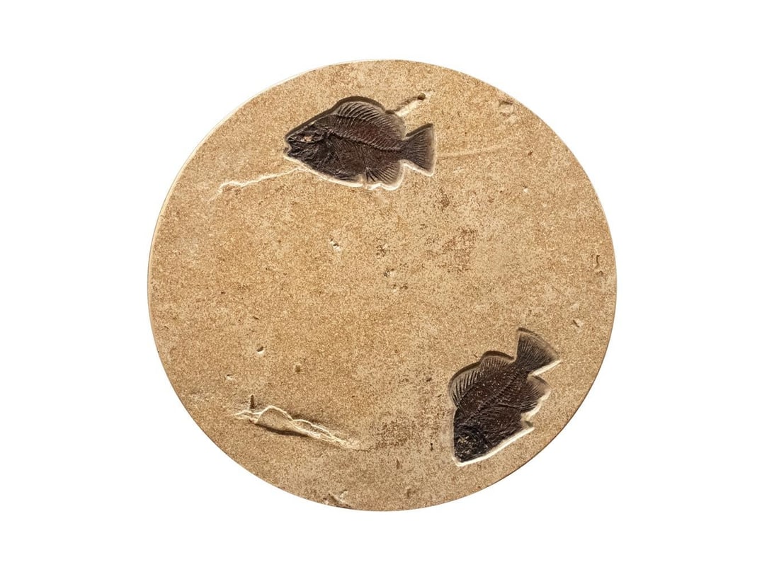 16" Round Fossil Drink Table 9305t - 3