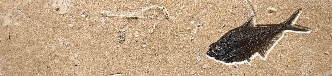 Small Fossil Console Table 6334t - 2