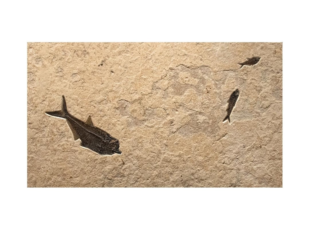 Fossil Coffee Table 5333t - 3