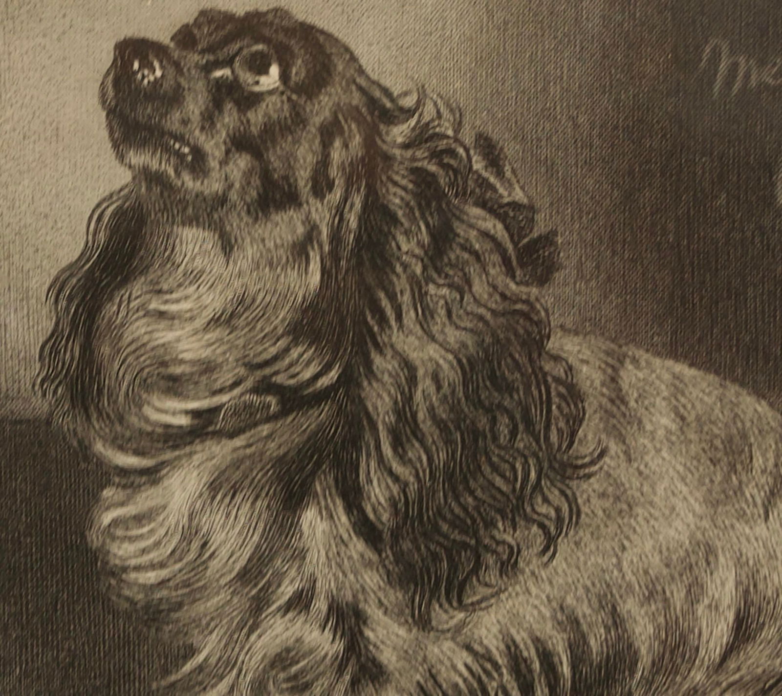 19th-Century Engraving After Sir Edwin Landseer, the Pet of the Duchess - 3
