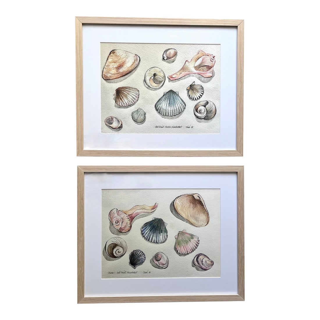 Nantucket Shells Watercolor Prints-Framed, Signed-1991-Set 2: This pair of limited edition prints of original watercolors painted on Nantucket in 1991 feature custom natural wood frames with White mats and are printed on acid-free 100% cotton cold-pressed