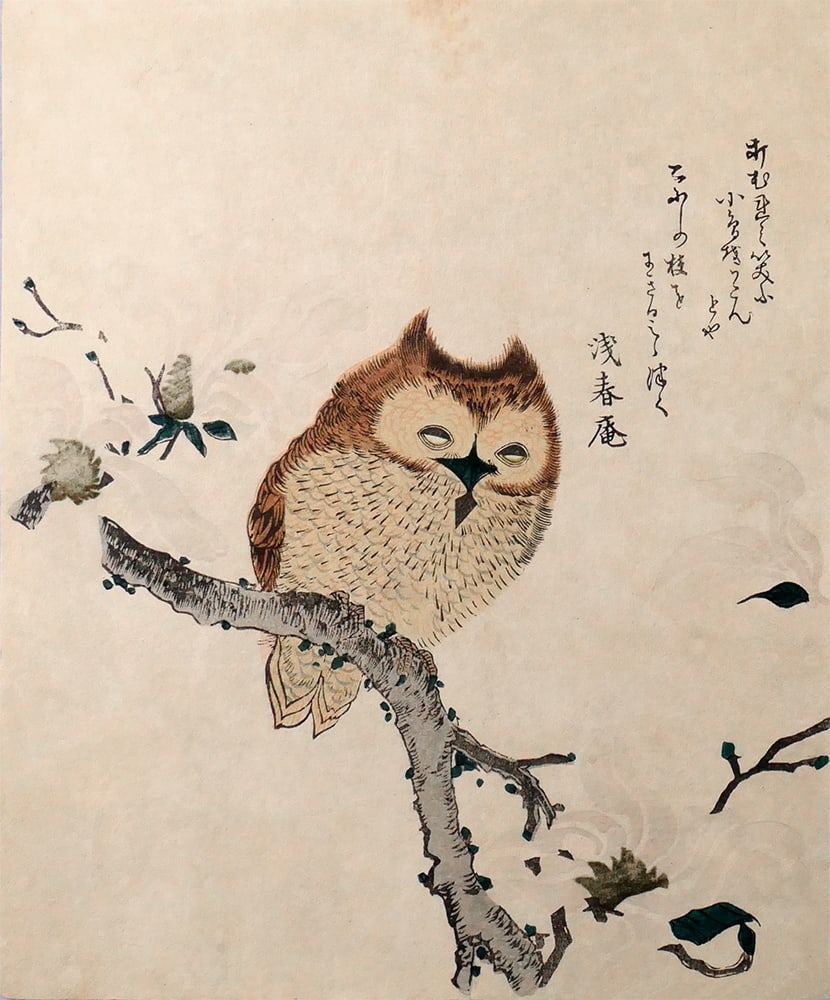 (after) Shumman (1757-1820): Owl sitting on a magnolia branch: Artist: (after) Shumman (1757-1820)Title:Owl sitting on a magnolia branchSeries:from: Seven Picturers of Birds and FlowersPublisher:Isakichi Tsumura, from the town of AkashiDate:1890sMedium:woodblock