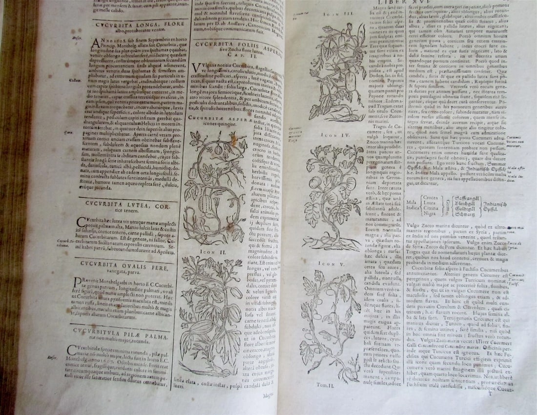 1651 HISTORIAE PLANTARUM UNIVERSALIS V.2 by J. Bauhin antique BOTANY ILLUSTRATED - 12