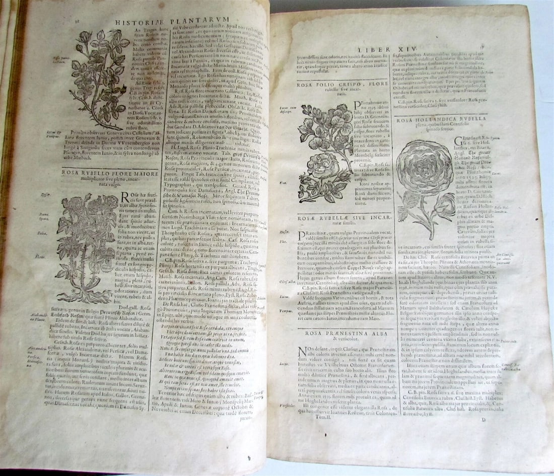 1651 HISTORIAE PLANTARUM UNIVERSALIS V.2 by J. Bauhin antique BOTANY ILLUSTRATED - 4