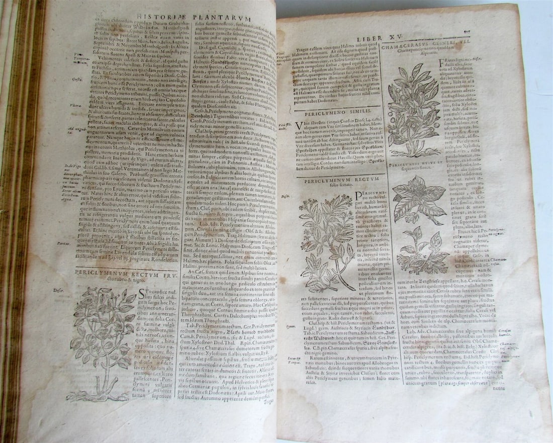 1651 HISTORIAE PLANTARUM UNIVERSALIS V.2 by J. Bauhin antique BOTANY ILLUSTRATED - 5