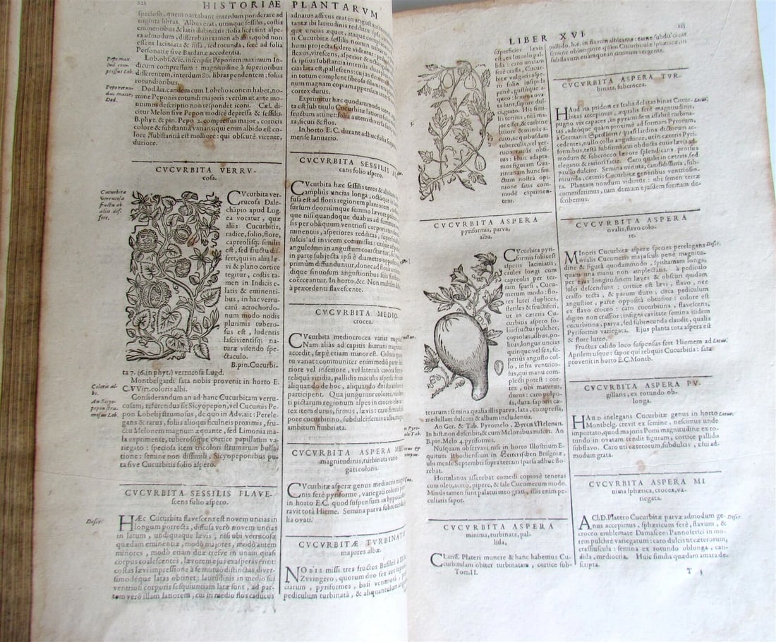 1651 HISTORIAE PLANTARUM UNIVERSALIS V.2 by J. Bauhin antique BOTANY ILLUSTRATED - 6