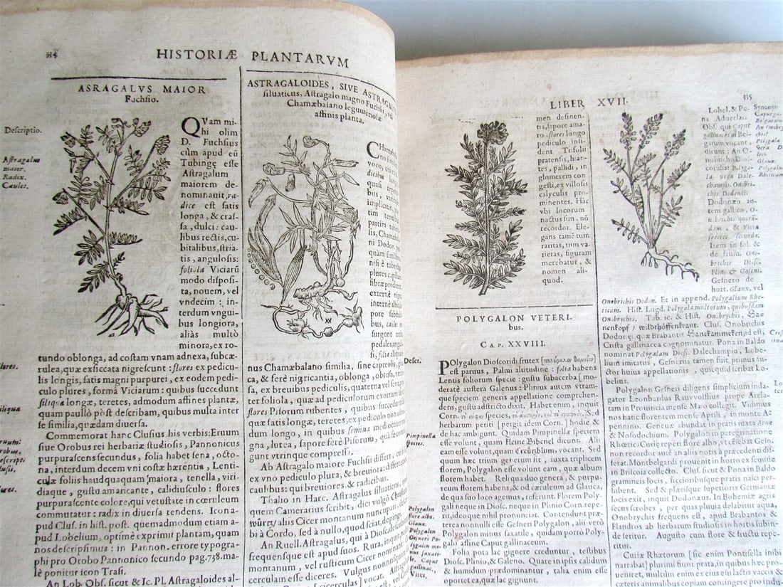 1651 HISTORIAE PLANTARUM UNIVERSALIS V.2 by J. Bauhin antique BOTANY ILLUSTRATED - 9