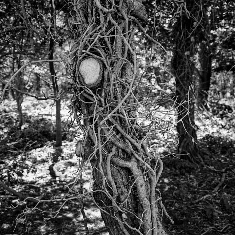 Tree, Dunwich, Suffolk - Silver Gelatin: Title: Tree, Dunwich, Suffolk - Silver Gelatin Photograph - Limited Edition of 10Artist: Paul CooklinOrigin: United KingdomMedium: Photography, Gelatin on PaperDimensions: 16 W x 20 H x 0.1 D in 