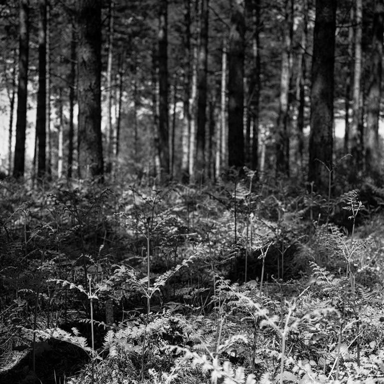 Woodland, Dunwich, Suffolk - Silver Gelatin: Title: Woodland, Dunwich, Suffolk - Silver Gelatin Photograph - Limited Edition of 10Artist: Paul CooklinOrigin: United KingdomMedium: Photography, Gelatin on PaperDimensions: 16 W x 20 H x 0.1 D in 
