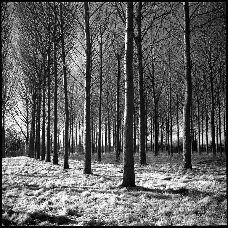Edition 4/10 - Wickham Skeith VI, Suffolk, 2013 - Silver Gelatin: Title: Edition 4/10 - Wickham Skeith VI, Suffolk, 2013 - Silver Gelatin Photograph Artist: Paul CooklinOrigin: United KingdomMedium: Photography, Gelatin on PaperDimensions: 20 W x 20 H x 0.1 D in 