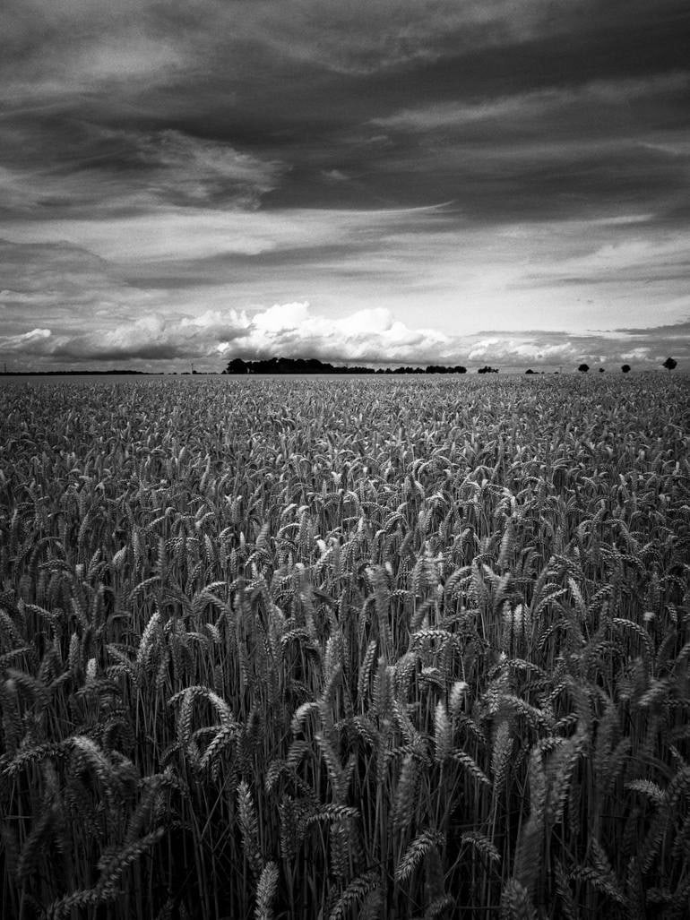 Wheat Field, Occold, Suffolk - Silver Gelatin: Title: Wheat Field, Occold, Suffolk - Silver Gelatin Photograph - Limited Edition of 10 Artist: Paul Cooklin Origin: United Kingdom Medium: Photography, Gelatin on Paper Dimensions: 16 W x 20 H x 0.1
