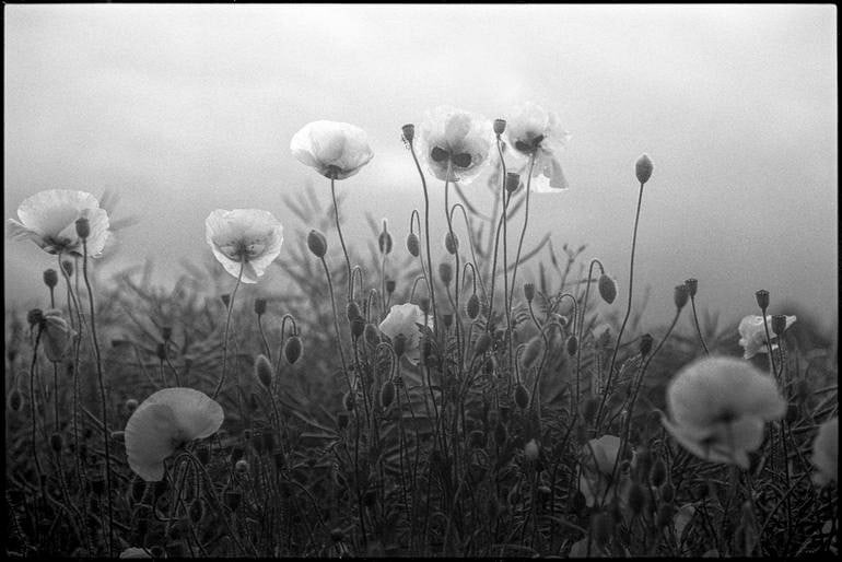Edition 3/10 - Poppies I, Suffolk - Silver Gelatin: Title: Edition 3/10 - Poppies I, Suffolk - Silver Gelatin Photograph Artist: Paul Cooklin Origin: United Kingdom Medium: Photography, Gelatin on Paper Dimensions: 16 W x 20 H x 0.1 D in Reserve: $450