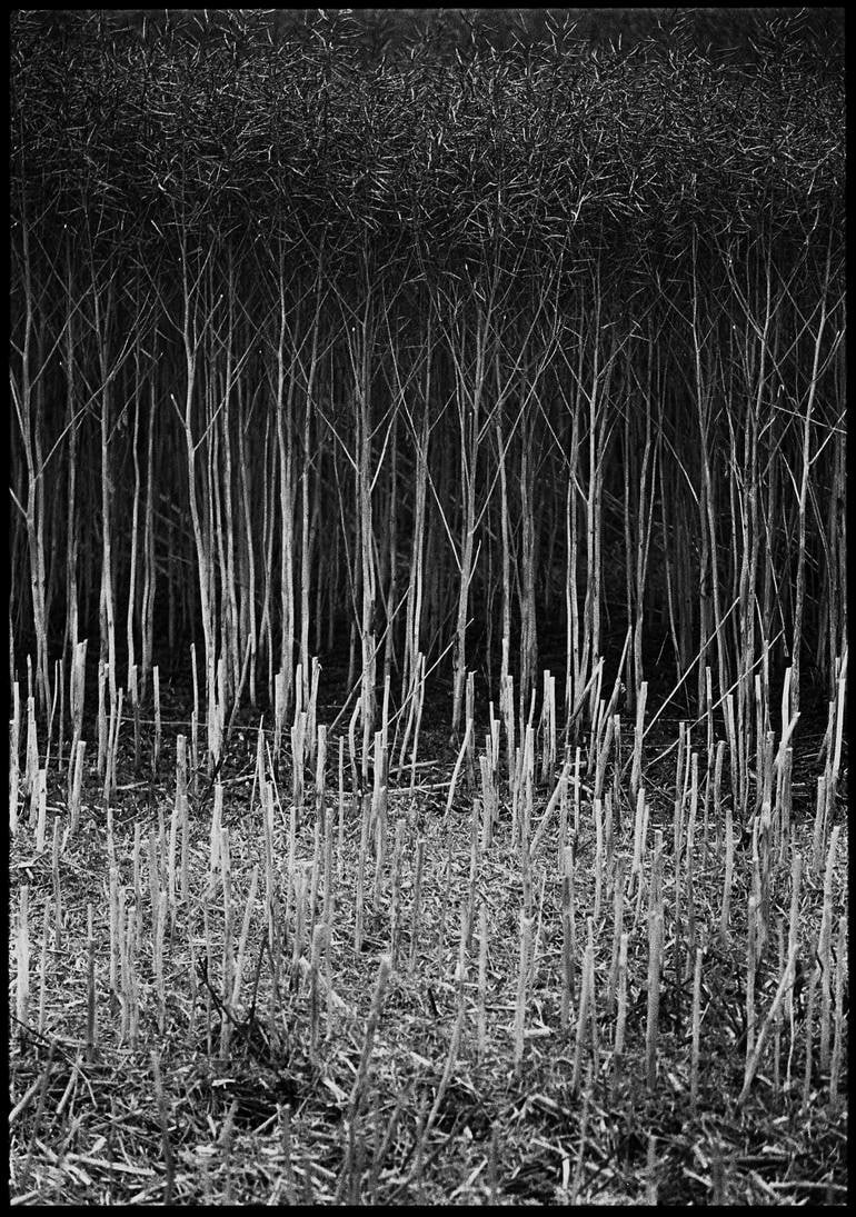 Edition 2/10 - Stubble, Occold, Suffolk - Silver Gelatin: Title: Edition 2/10 - Stubble, Occold, Suffolk - Silver Gelatin Photograph Artist: Paul Cooklin Origin: United Kingdom Medium: Photography, Gelatin on Paper Dimensions: 16 W x 20 H x 0.1 D in Reserve: