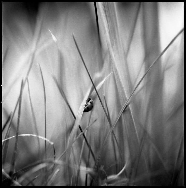 Ladybird on a Blade of Grass, Suffolk - Silver Gelatin: Title: Ladybird on a Blade of Grass, Suffolk - Silver Gelatin Photograph - Limited Edition of 10 Artist: Paul Cooklin Origin: United Kingdom Medium: Photography, Gelatin on Paper Dimensions: 16 W x 20
