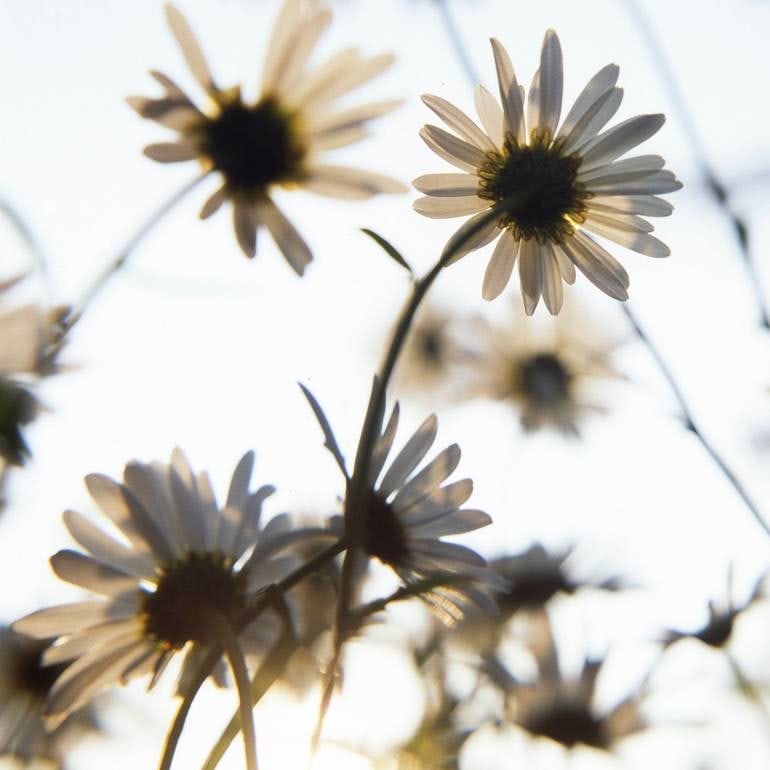 Daisies, Suffolk - C Type: Title: Daisies, Suffolk - C Type Photograph - Limited Edition of 10Artist: Paul CooklinOrigin: United KingdomMedium: Photography, C-type on PaperDimensions: 20 W x 20 H x 0.1 D in Reserve: $325.00 