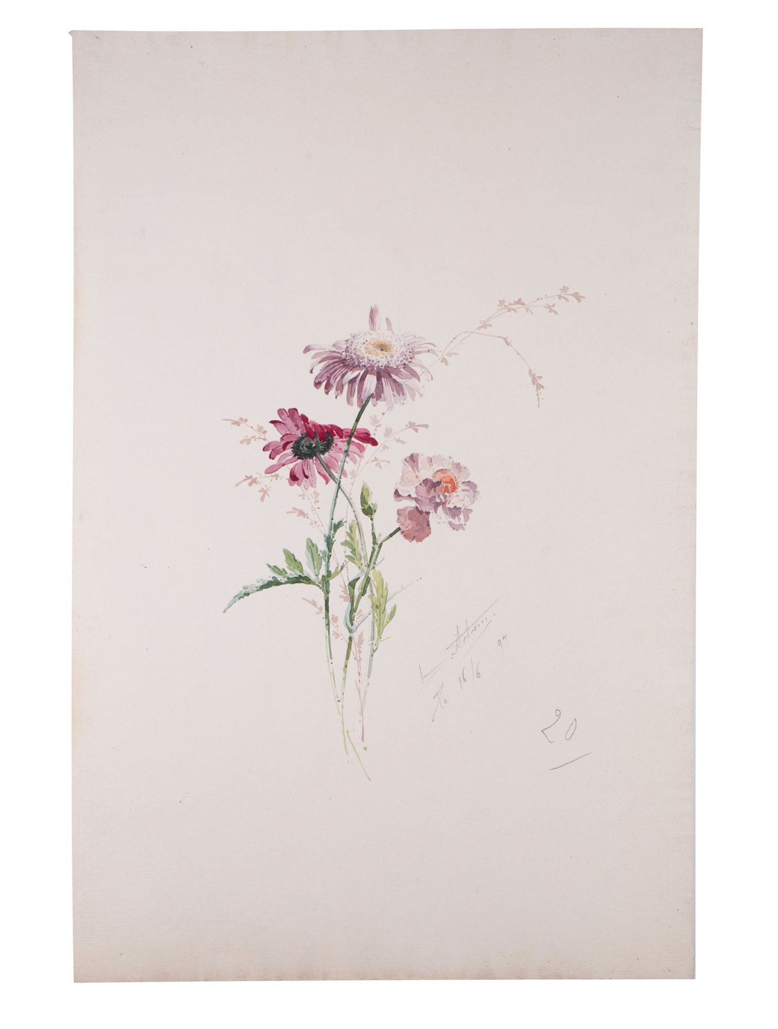 FRENCH aquarellist painting of flowering daisy bis Henri Adam 1890: Title: FRENCH aquarellist painting of flowering daisy bis Henri Adam 1890 Description: Made in France during the 1890's this drawing is aquarelle original rendering of flowering poppies created by
