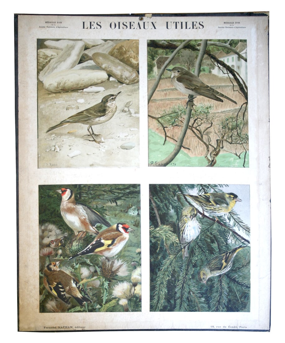 French Chromolithography 1879 birds school prints school aid #3: Title: French Chromolithography 1879 birds school prints school aid #3 Description: This chromolithography prints was edited by Fernand Nathan , a French editor which made its mark by creating in the