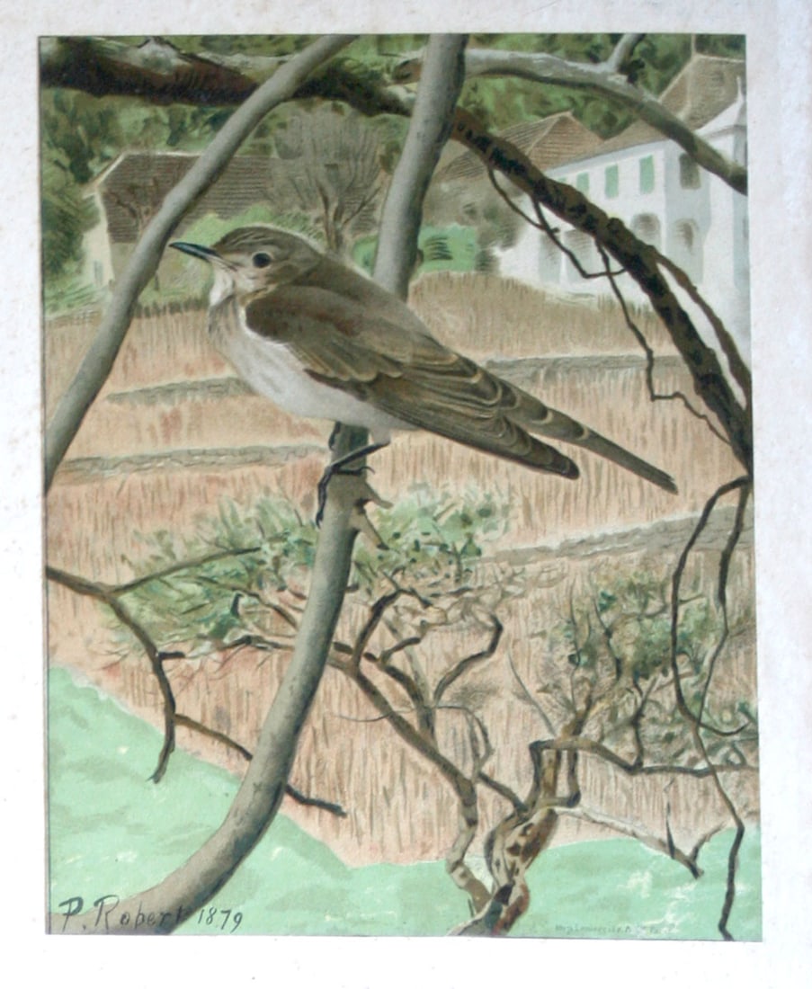 French Chromolithography 1879 birds school prints school aid #3 - 3